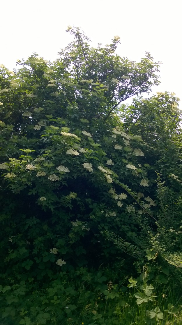 Grm bazge – Elder shrub