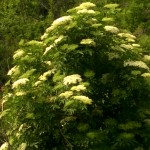 WP_20150517_10_43_28_Pro